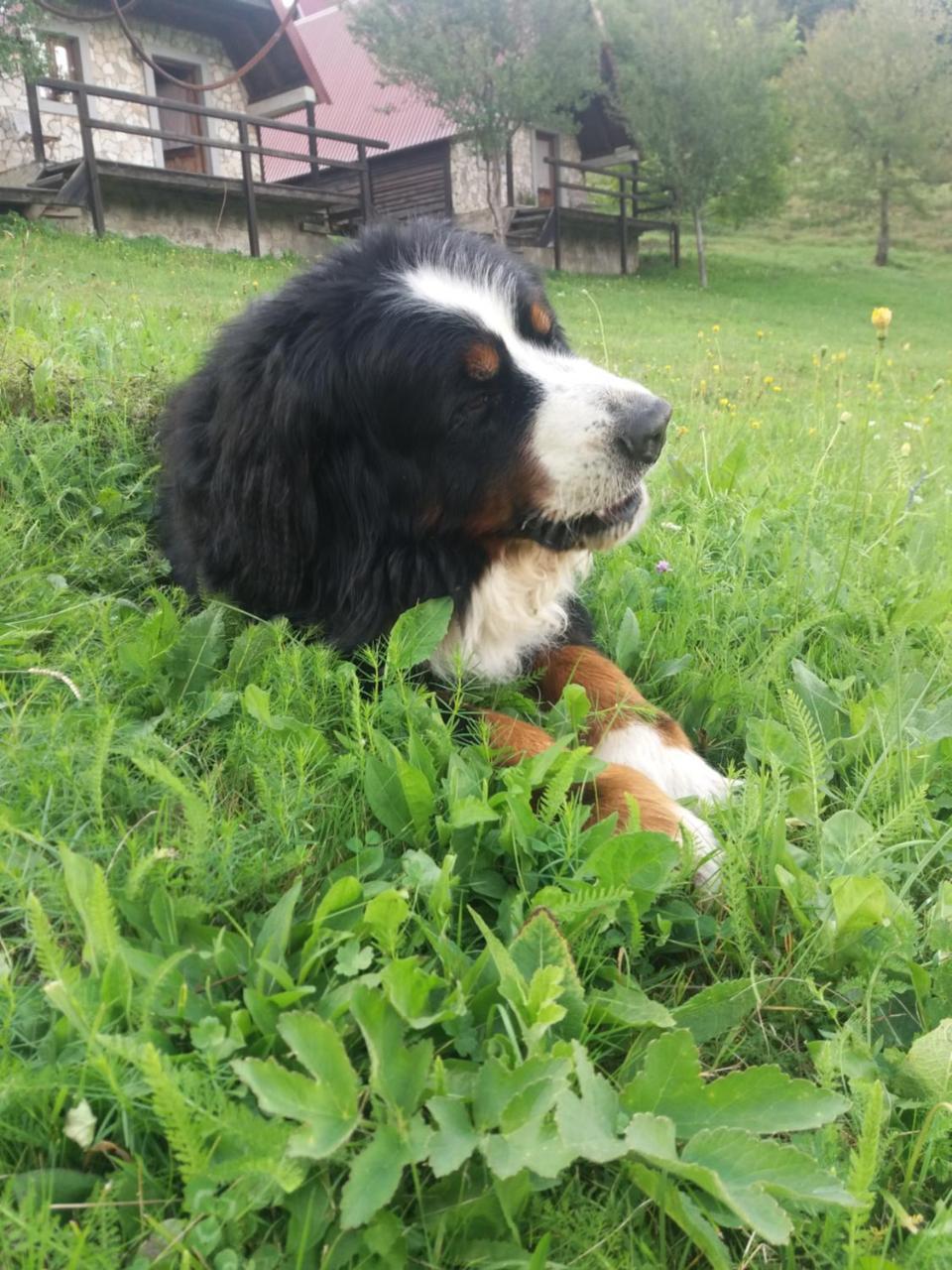 Etno Village Vojnik Šavnik Kültér fotó